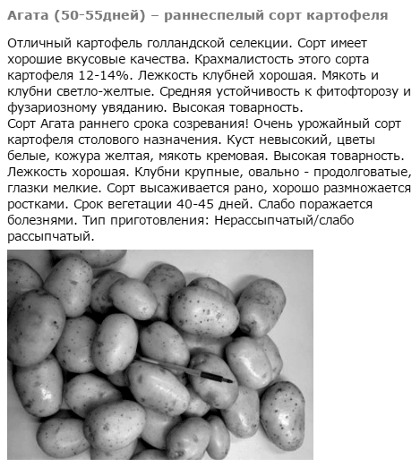 Урожайность картофеля Агата